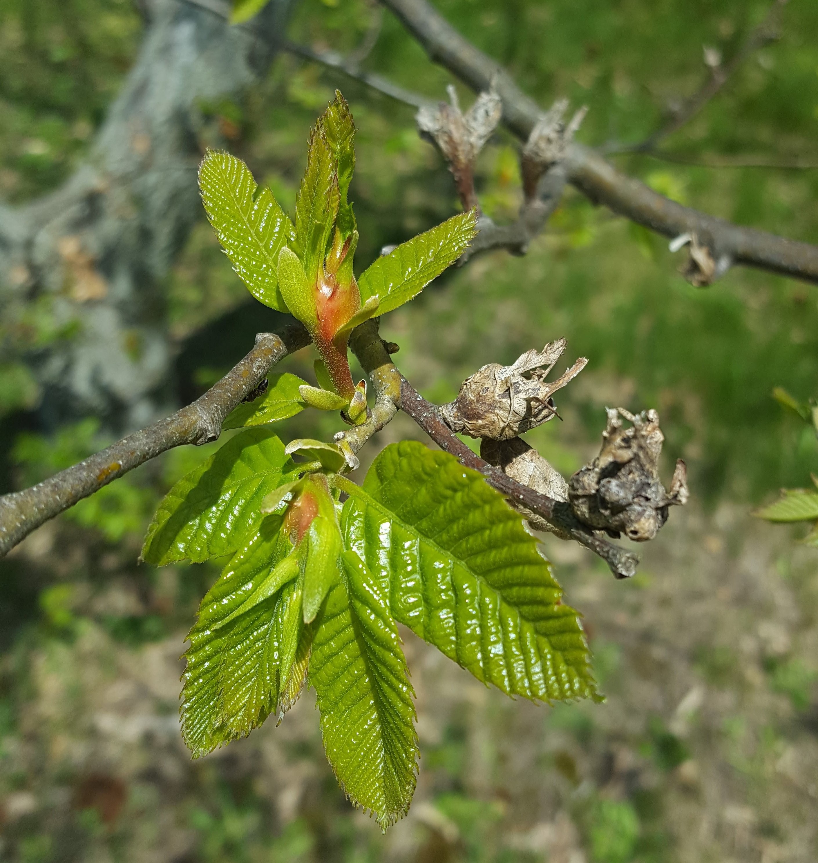 Chestnut gall wasp on chestnut.